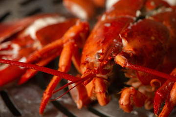 Whole red lobster with fresh veggies, slices of lemon and ice on black background. 