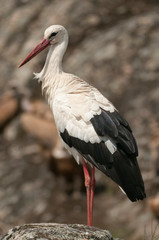 White stork standing on the rocks (Ciconia ciconia)