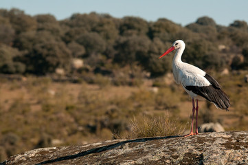 White stork standing on the rocks (Ciconia ciconia)