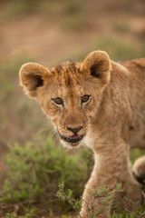 Plakat Lion cub