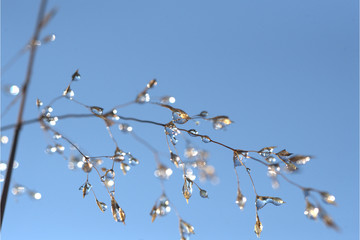 Wassertropfen am Grashalm
