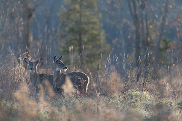 White-tailed deer.