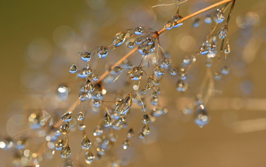 Fototapeta premium Wassertropfen an der Pflanze