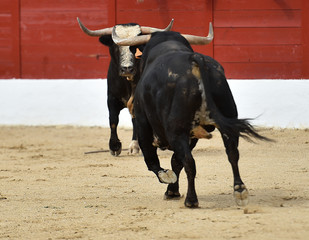 spanish bull running in bullring