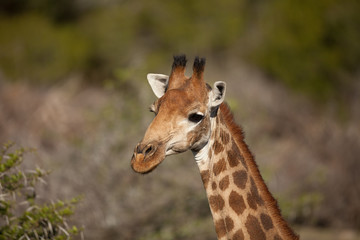 Giraffe Portrait