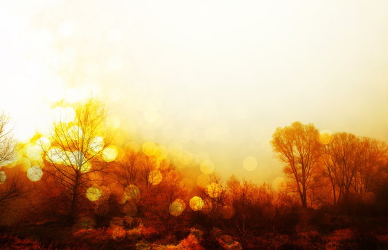 black branch of forest changing autumn to winter in white round bokeh orange yellow suset sky nature background