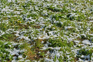 First snow on green grass. Autumn