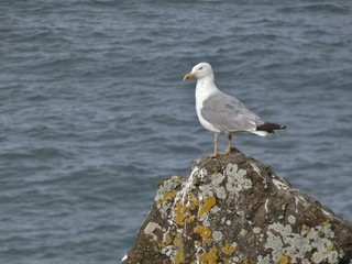 Gaviota,  aves marinas costeras.