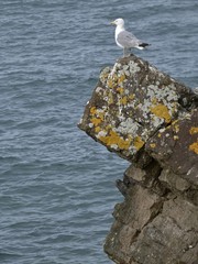 Gaviota,  aves marinas costeras.