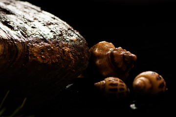 Closeup shells on black background