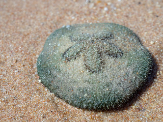 sea stone in sand