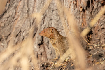 Slender mongoose looking about