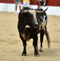 toro en españa