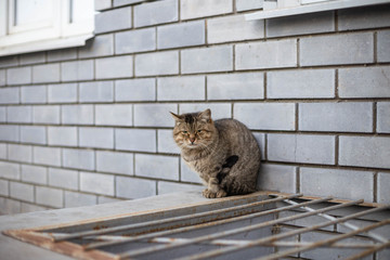 street cat, basking in the basement exit against a gray brick wall