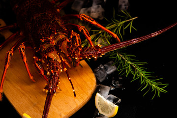 Whole red lobster with fresh veggies, slices of lemon and ice on black background. 