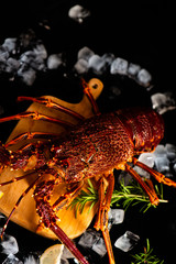 Whole red lobster with fresh veggies, slices of lemon and ice on black background. 