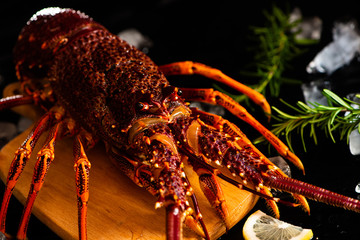 Whole red lobster with fresh veggies, slices of lemon and ice on black background. 
