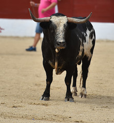 toro español en plaza de toros