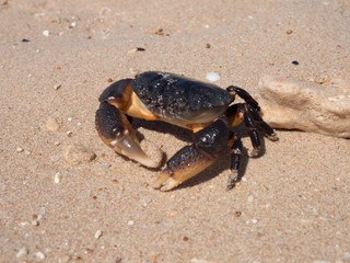 crab in sand