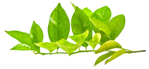Citrus branches isolated on white background