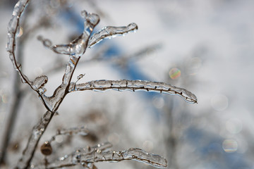 Plants in ice, winter, ice