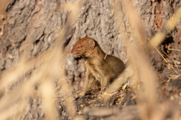 Slender mongoose int he wild