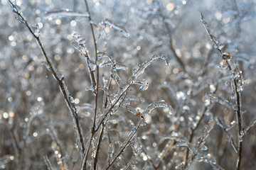 Plants in ice, winter, ice
