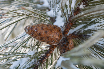 Plants in ice, winter, ice