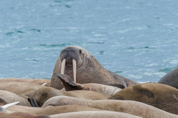 Group of walrus resting