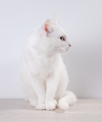 Obraz premium White cat sits on a gray, wooden table. On a white background.