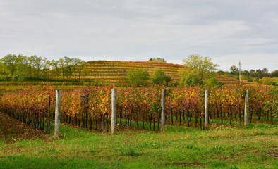 Fototapeta na wymiar The autumn landscape in the Collio vineyard area of Friuli Venezia Giulia, north west Italy. Taken near Cormons 