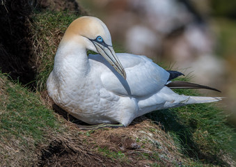 Gannet