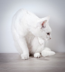 White cat sits on a gray, wooden table. On a white background.