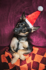Funny dog dressed in santa's hat lying in the bed at christmas