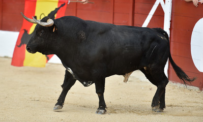 toro en espa&ntilde;a