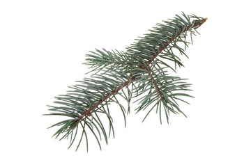 Christmas tree branch isolated on white background