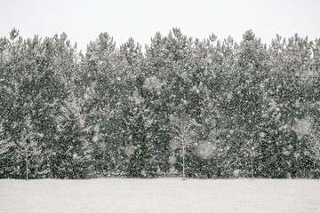Treeline in Snow
