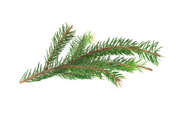 tree isolated on white background