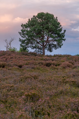 Besenheide Heidekraut blüht bei Sonnenuntergang in der Mehlinger Heidelandschaft