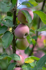 Apple tree branches Malus domestica with group of ripening fruits, purple green spartan sweet apples and green leaves
