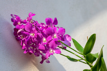 Dendrobium orchid purple flowers in bloom, beautiful amazing flowering plant with big bunch of flowers