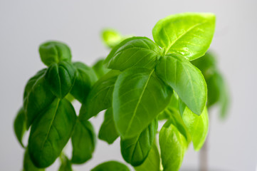 Ocimum basilicum green aromatic herbs, fresh plant leaves, common cuisine ingredients