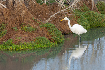 Great White Egret standing the the wetlands hunting and looking for food. 