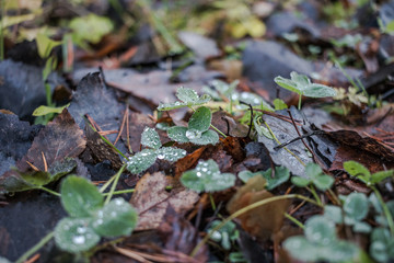 Nahaufnahme des Waldbodens bei Regenwetter mit Klee und anderen Pflanzen im Herbst als Hintergrund- selected focus