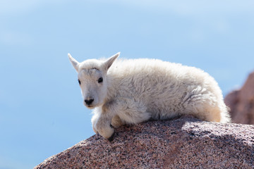 Colorado Wildlife. Wild Mountain Goats of the Colorado Rocky Mountains