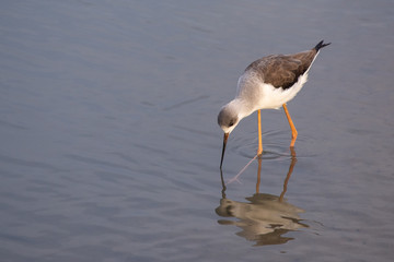 Juvenile Black Winged Stilt in search of food in the calm waters of Dubai, United Arab Emirates.