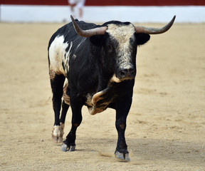 toro en españa