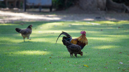 cock and hen
