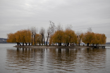 trees on lake