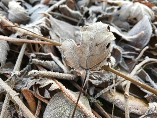 leaves in frost